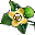 Kaki Çiçeği