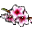 Şeftali Çiçeği